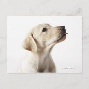 Blond labrador puppy die tong uitsteekt briefkaart