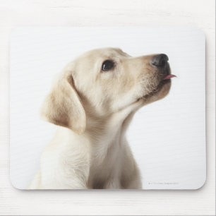 Blond labrador puppy die tong uitsteekt muismat