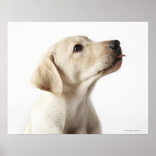 Blond labrador puppy die tong uitsteekt poster