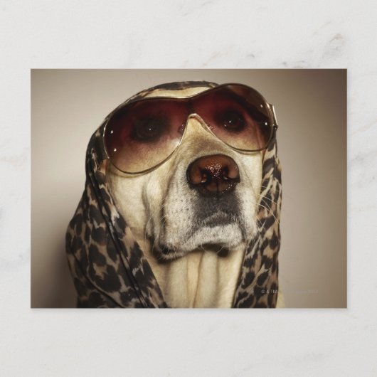 Blond Labrador Retriever met zonnebril Briefkaart (Voorkant)