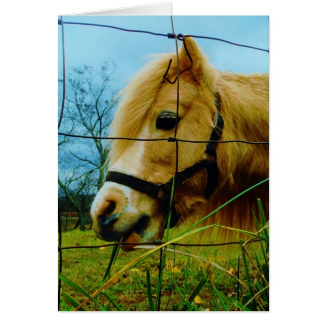 Blond miniatuur Pony/Horse Blue Sky (Voorkant)