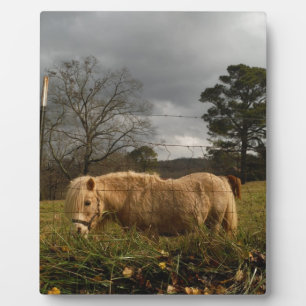 Blond miniatuur Pony/paard Fotoplaat