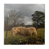 Blond miniatuur Pony/paard Tegeltje (Voorkant)