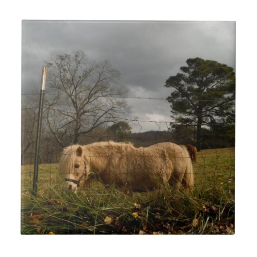 Blond miniatuur Pony/paard Tegeltje (Voorkant)