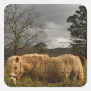 Blond miniatuur Pony/paard Vierkante Sticker