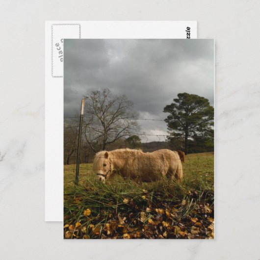 Blond MiniatuurPony/Paard Briefkaart (Voorkant / Achterkant)