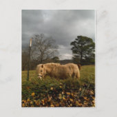 Blond MiniatuurPony/Paard Briefkaart (Voorkant)