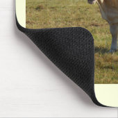 Blonde Aquitaine koe Muismat (Hoek)