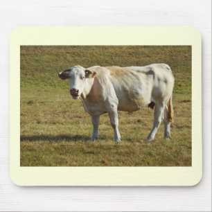 Blonde Aquitaine koe Muismat