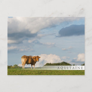 Blonde d'Aquitaine-koe in de regio Dordogne, Frank Briefkaart