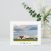 Blonde d'Aquitaine-koe in de regio Dordogne, Frank Briefkaart (Staand voorkant)