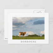 Blonde d'Aquitaine-koe in de regio Dordogne, Frank Briefkaart (Voorkant / Achterkant)