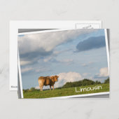 Blonde d'Aquitaine-koe in de regio Dordogne, Frank Briefkaart (Voorkant / Achterkant)
