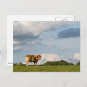 Blonde d'Aquitaine-koe in de regio Dordogne, Frank Briefkaart (Voorkant / Achterkant)