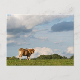 Blonde d'Aquitaine-koe in de regio Dordogne, Frank Briefkaart