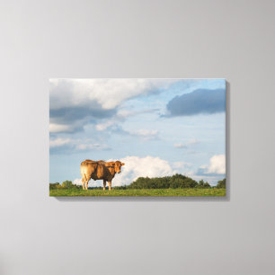Blonde d'Aquitaine-koe in de regio Dordogne, Frank Canvas Afdruk