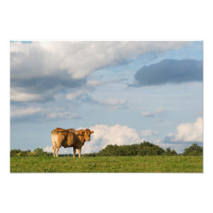 Blonde d'Aquitaine-koe in de regio Dordogne, Frank Foto Afdruk