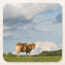 Blonde d'Aquitaine-koe in de regio Dordogne, Frank Kartonnen Onderzetters