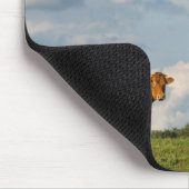 Blonde d'Aquitaine-koe in de regio Dordogne, Frank Muismat (Hoek)