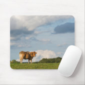 Blonde d'Aquitaine-koe in de regio Dordogne, Frank Muismat (Met muis)