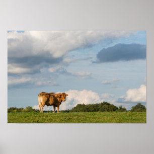 Blonde d'Aquitaine-koe in de regio Dordogne, Frank Poster