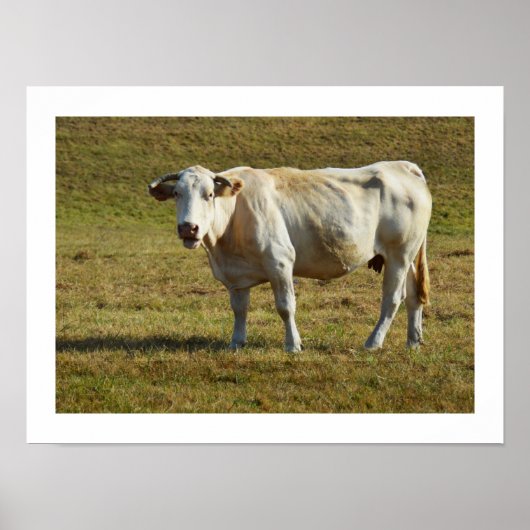Blonde d'Aquitaine koe Poster (Voorkant)