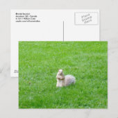 Blonde eekhoorn briefkaart (Voorkant / Achterkant)