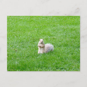 Blonde eekhoorn briefkaart