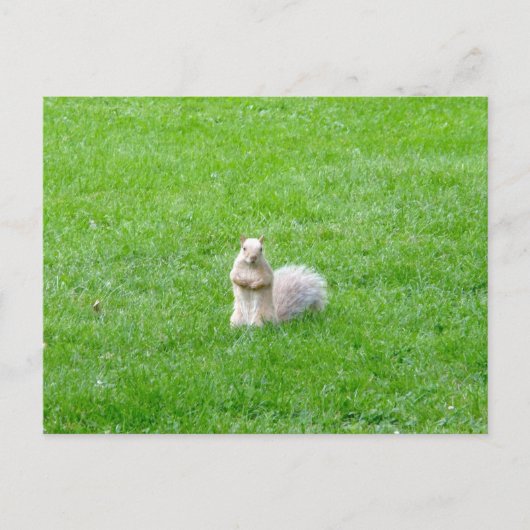 Blonde eekhoorn briefkaart (Voorkant)