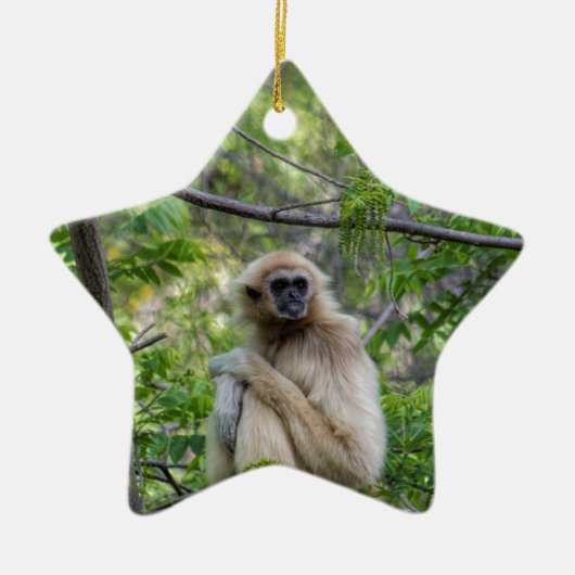 Blonde Gibbon Monkey - Hylobates lar Keramisch Ornament (Voorkant)