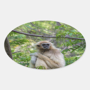 Blonde Gibbon Monkey - Hylobates lar Ovale Sticker