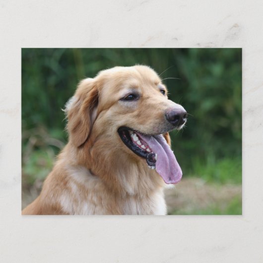 blonde hovawart briefkaart (Voorkant)