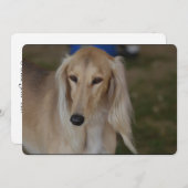 Blonde Saluki Dog Kaart (Voorkant / Achterkant)