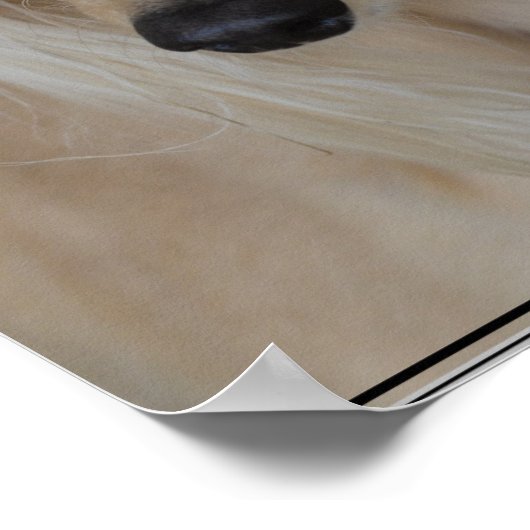 Blonde Saluki Dog Poster (Hoek)