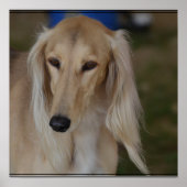 Blonde Saluki Dog Poster (Voorkant)