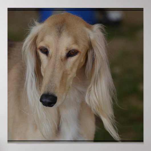 Blonde Saluki Dog Poster (Voorkant)