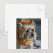 Blonde Yorkshire Terrier Briefkaart (Voorkant / Achterkant)
