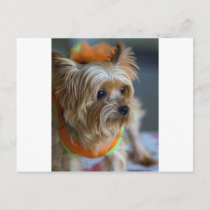 Blonde Yorkshire Terrier Briefkaart