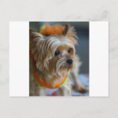 Blonde Yorkshire Terrier Briefkaart (Voorkant)