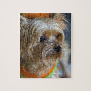 Blonde Yorkshire Terrier Legpuzzel