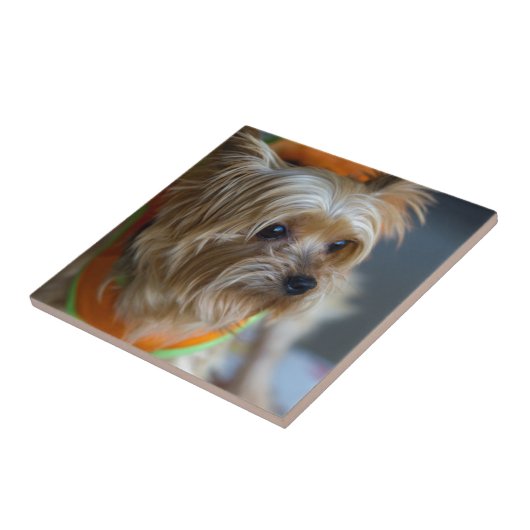 Blonde Yorkshire Terrier Tegeltje (Zijkant)