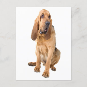 Bloodhond Puppy Dog Blank Greeting Briefkaart
