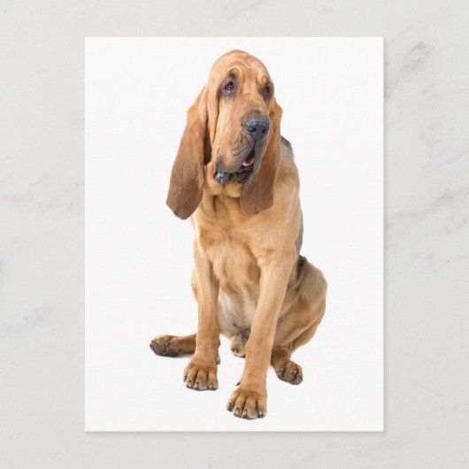 Bloodhond Puppy Dog Blank Greeting Briefkaart (Voorkant)