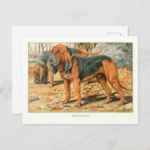 Bloodhound Dogs Postcard Briefkaart (Voorkant / Achterkant)