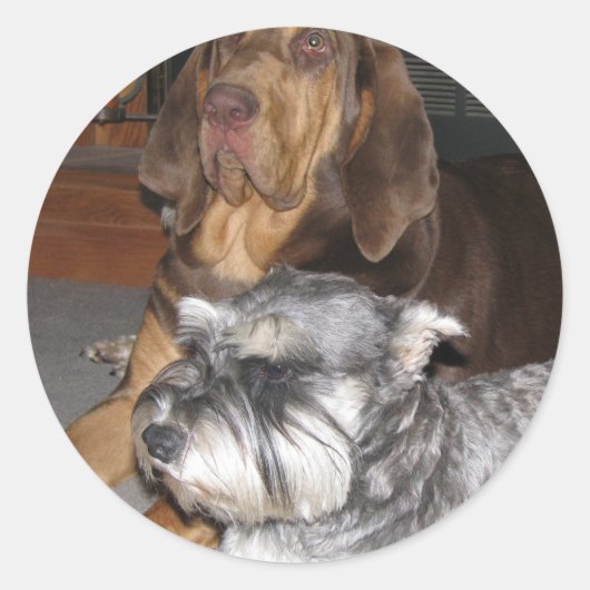 Bloodhound en Miniatuur Schnauzer Stickers (Voorkant)