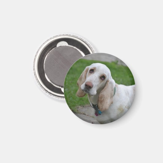 Bloodhound Face Magneet (Voorkant / Achterkant)