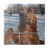 Bloodhound Face Tegeltje (Voorkant)