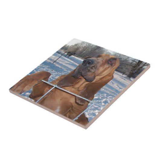 Bloodhound Face Tegeltje (Zijkant)