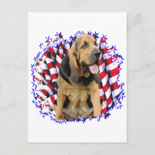 Bloodhound Patriot Briefkaart