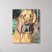 Bloodhound Portrait Canvas Afdruk (Voorkant)